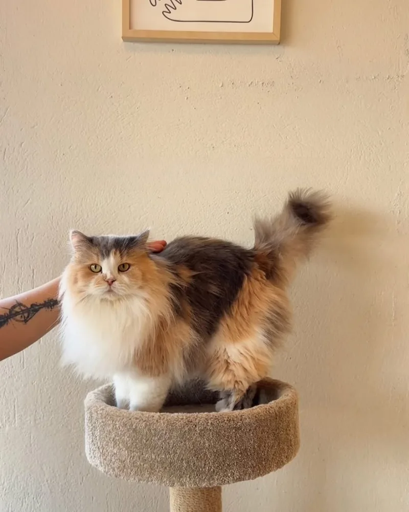 Patchi, a calico, standing on a cat tower at the cafe