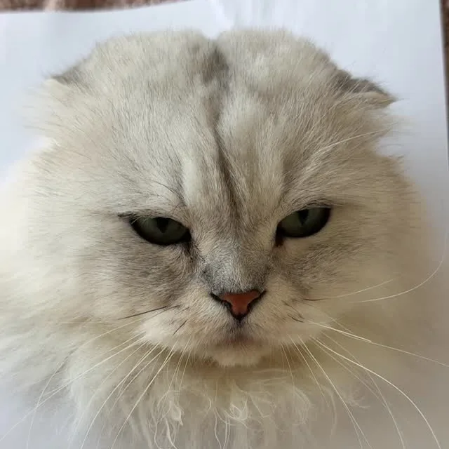 Pompom, a grey Scottish Fold, up close