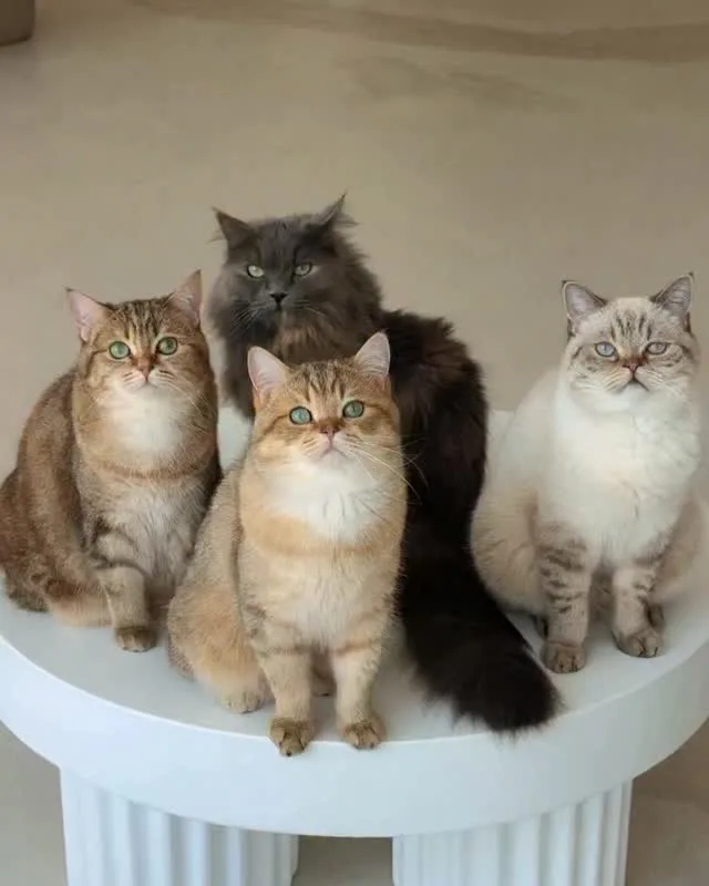 Freya, Sando, Biscuit and Eren sitting together on a white pedestal