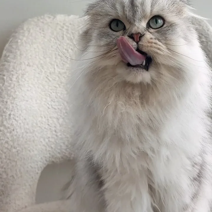 Levi, a silver Scottish Fold, licking his nose