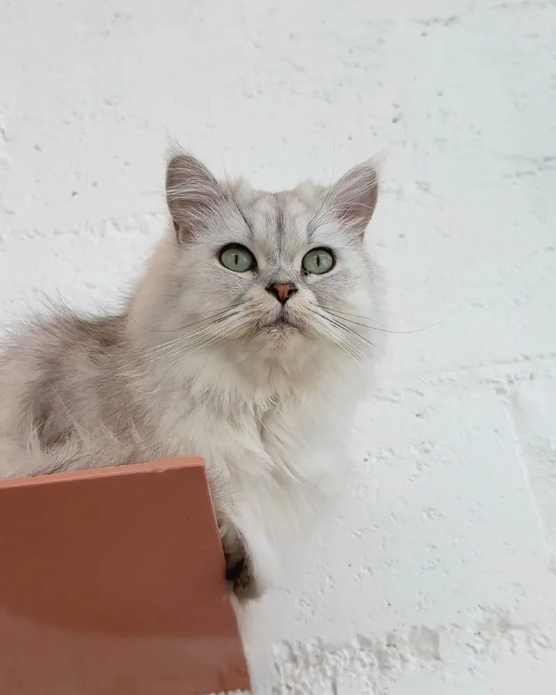Nymeria, a silver Scottish mix, by a white brick wall
