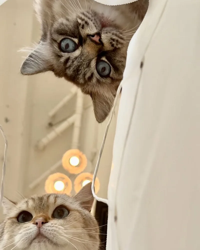 Ragnar and Kiwi peeking out from behind a curtain