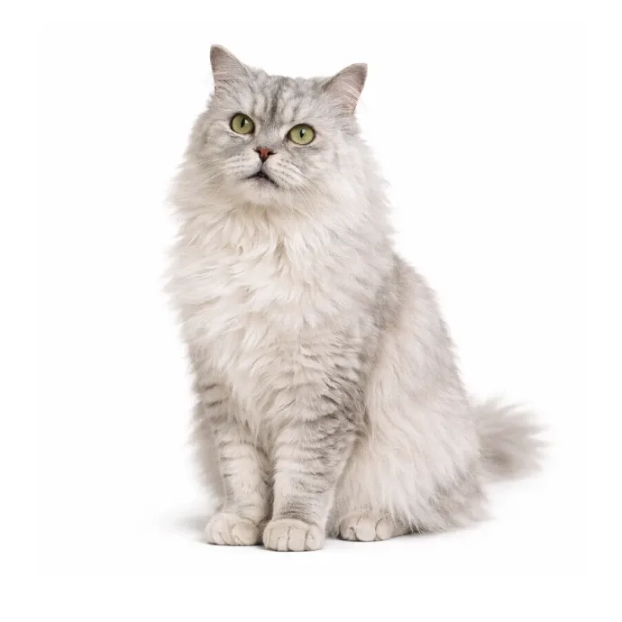 Wolfie, a silver chinchilla Persian