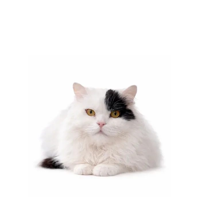 Sherlock, a white Turkish Angora Mix