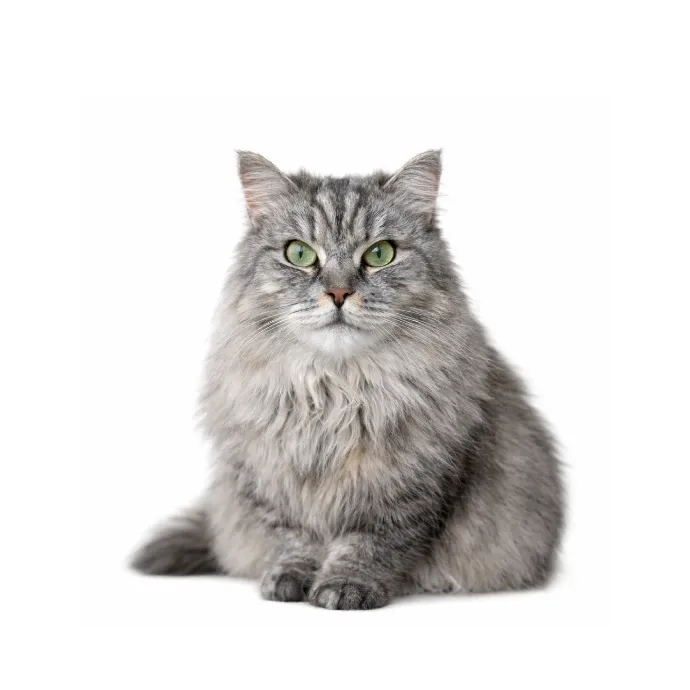 Ninja, a silver chinchilla Persian Mix