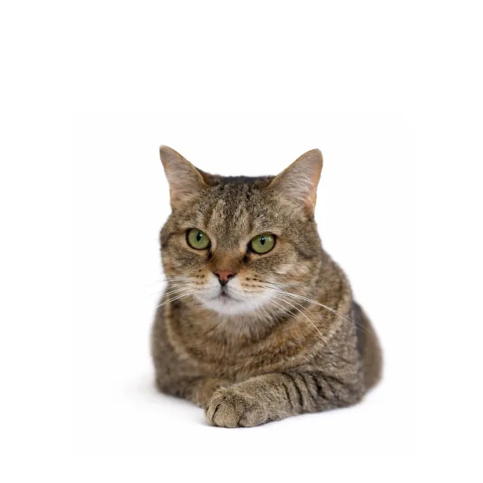 Rollo, a mackerel tabby British Mix
