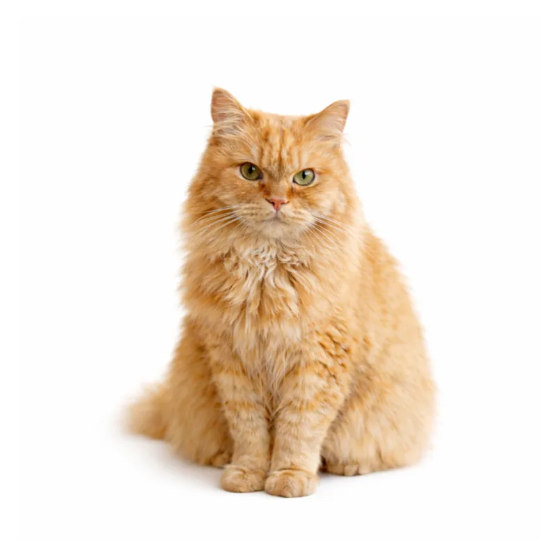 Hamtaro, a orange Siberian