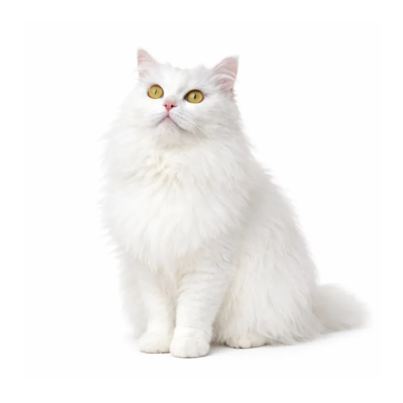 Bianca, a white Turkish Angora