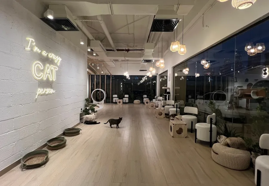 The Al Safa cafe: a long room with a neon sign, cat beds and a cat walking across the floor