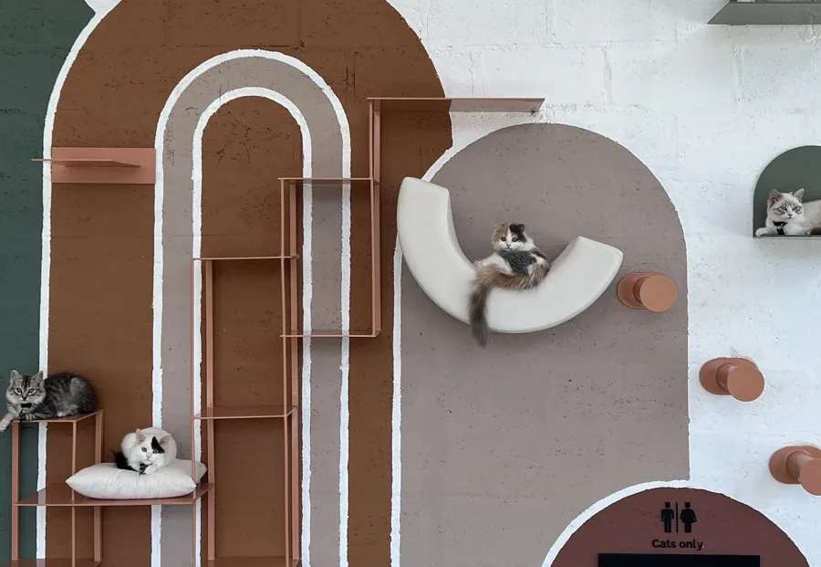 The Mirdif cafe: cats resting on shelves along an arched climbing wall