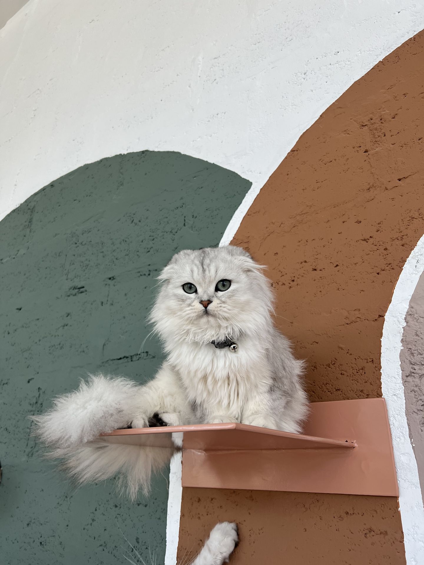 Home Cat Cafe Vibrissae Dubai