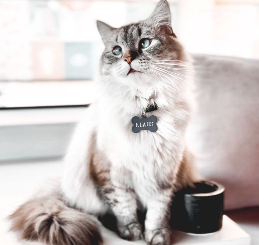 Home Cat Cafe Vibrissae