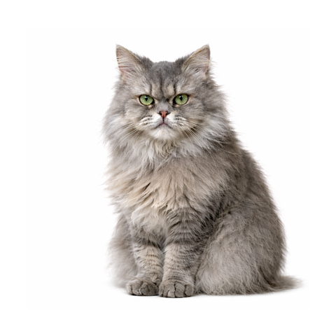Luna, a grey Persian