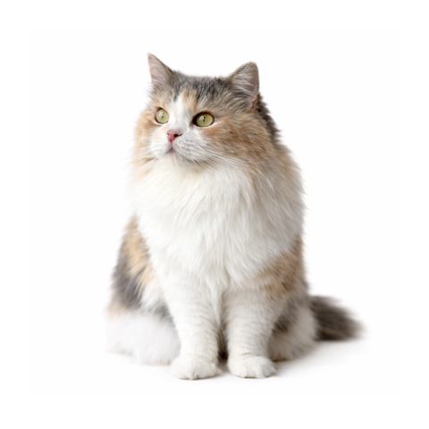 Patchi, a calico Persian