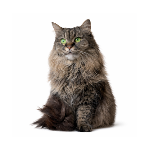 Maze, a mackerel-tabby Persian mix