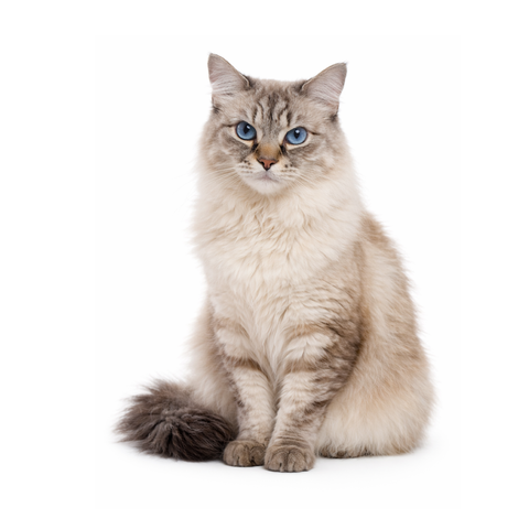 Ragnar, a silver-grey Himalayan