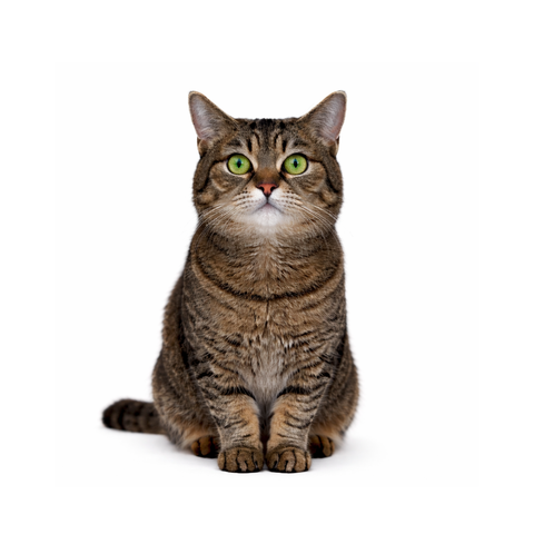 Lily, a brown tabby Domestic shorthair