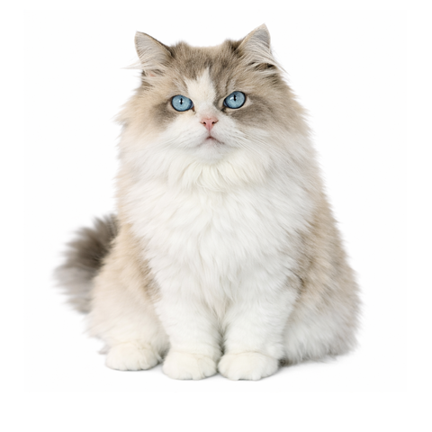Ivar, a blue bi-color Ragdoll