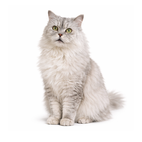 Wolfie, a silver chinchilla Persian