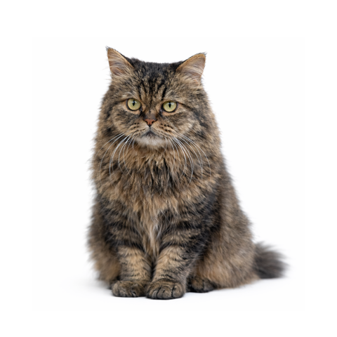 Twixie, a brown mackerel tabby Persian