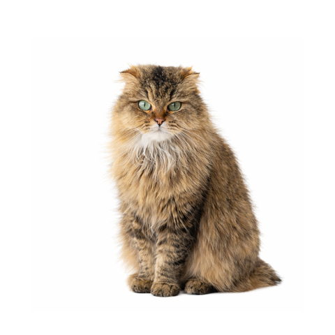 Coco, a tri-color Scottish Fold