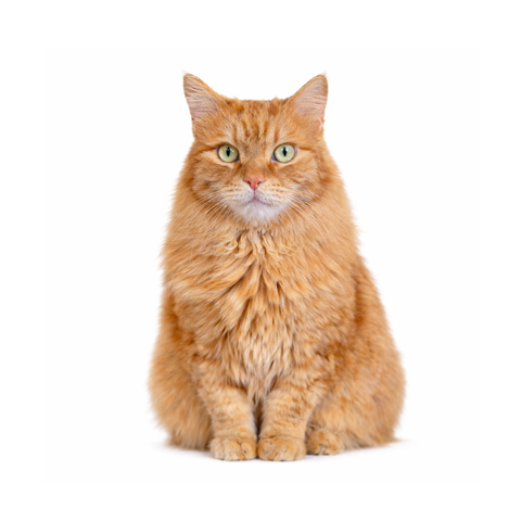 Leo, a ginger Persian mix