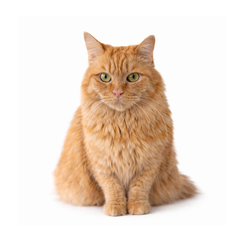 Peanut, a brown Persian