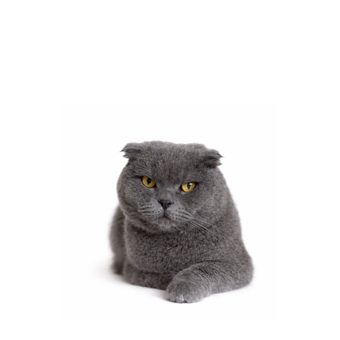 Teddy, a grey Scottish Fold