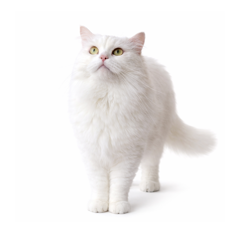 Moon, a white Persian and Turkish Angora