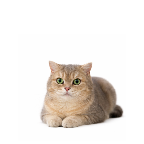 Bunny, a grey British Shorthair