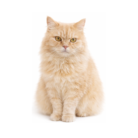 Hummus, a beige Persian