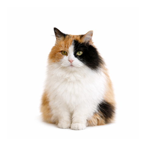 Pyrette, a calico Persian