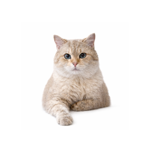Kiwi, a white Scottish Straight