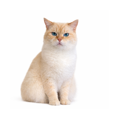Mango, a white orange-point Scottish Straight