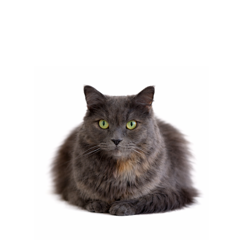 Freya, a grey Persian mix