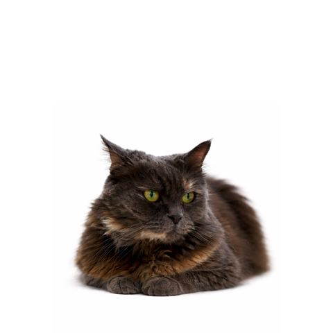 Koala, a grey Persian mix