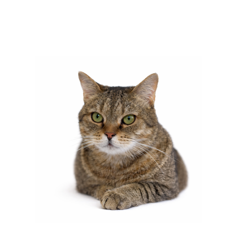 Rollo, a mackerel-tabby British mix