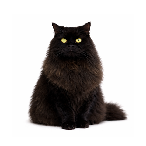 Espresso, a black Persian