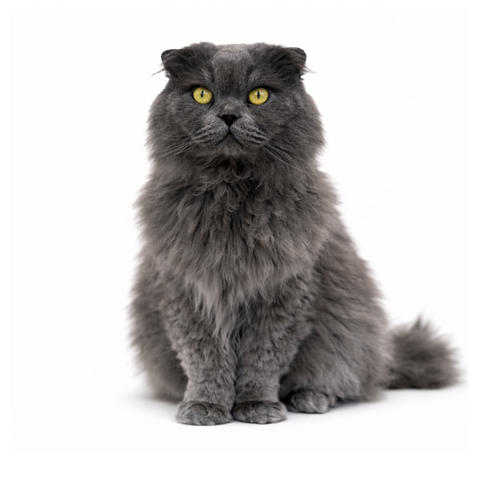 Hagrid, a grey Scottish Fold