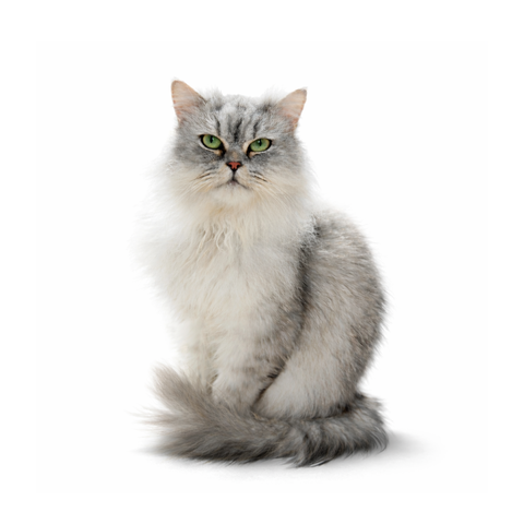 Wolfina, a silver-chinchilla Persian