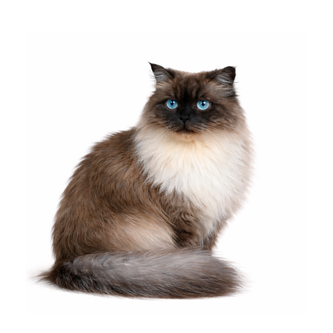 Nutella, a chocolate-point Himalayan