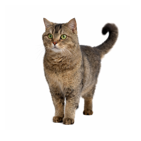 Scar, a golden-black British Shorthair