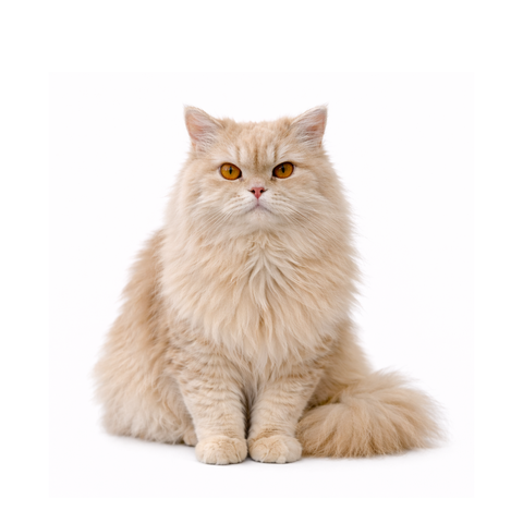 Lotus, a beige Persian