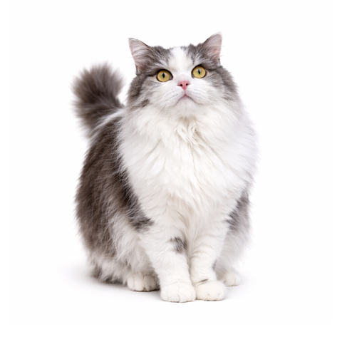 Panda, a grey and white Persian