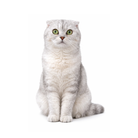 Coconutty, a silver Scottish Fold