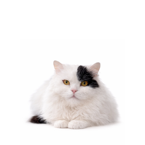 Sherlock, a white Turkish Angora and Persian mix