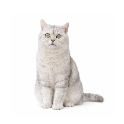 Popcorni, a silver Scottish Straight