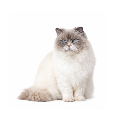 Ivy, a lilac-point Ragdoll