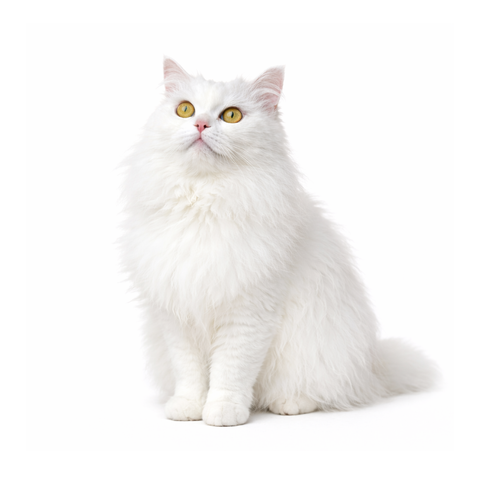 Bianca, a white Turkish Angora
