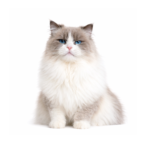 Bella, a bi-color blue Ragdoll